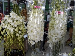Anggrek Thailand Dijual Rp 110.000 per Bungkus, Lokal Rp 75.000