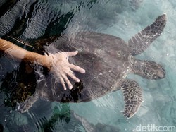 Sensasi Risers Berenang Bersama Penyu di Pulau Liukang Loe