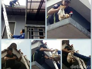 Keren, Command Center 112 Juga Layani Penyelamatan Kucing