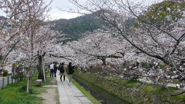 Potret Cantik Sakura yang Bermekaran di Kyoto