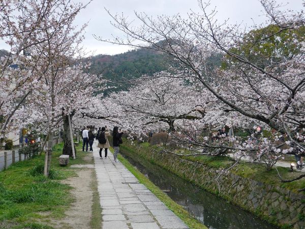 Potret Cantik Sakura yang Bermekaran di Kyoto