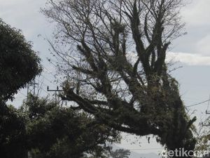 Pohon Tua Ancam Pengendara di Jalan Raya Banjaran-Soreang
