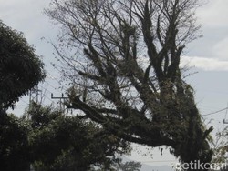 Pohon Tua Ancam Pengendara di Jalan Raya Banjaran-Soreang