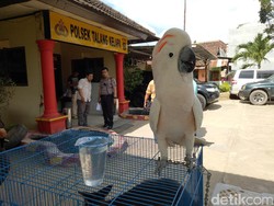 Polisi Tangkap Jaringan Penjual Satwa Dilindungi Lintas Provinsi