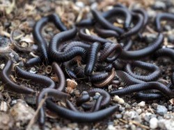 Kaki Seribu Banjiri Rumah Warga dan Bangunan di Australia Selatan