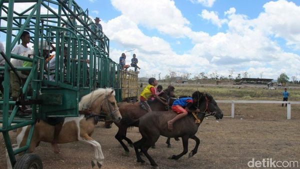 Serunya Pacuan Kuda di Belu, NTT