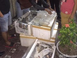 Polda Jatim Gagalkan Penyelundupan 24.750 Bayi Lobster