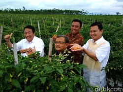Ke Kediri, Dirjen Kementan: Cabai Melimpah Tapi Masih Ada Harga Tinggi