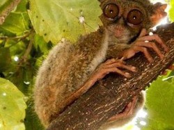 Monyet Terkecil di Dunia dari Bangka, Apakah Itu?