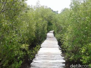 Harta Karun Tersembunyi di Maumere: Hutan Mangrove Magepanda