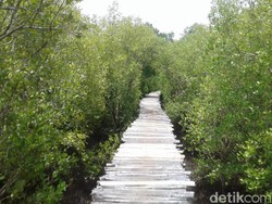 Harta Karun Tersembunyi di Maumere: Hutan Mangrove Magepanda