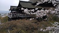 Cantiknya Sakura di Kyoto, Jadi Pengen ke Jepang!