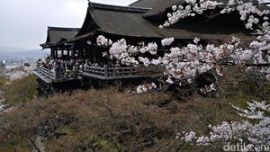 Cantiknya Sakura di Kyoto, Jadi Pengen ke Jepang!