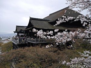 Cantiknya Sakura di Kyoto, Jadi Pengen ke Jepang!