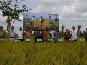 Pemerintah Yakin Kaltim Swasembada Beras 2018