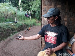 Aksi Maman dan Yayan, Keluarga yang Jadikan Kalajengking sebagai Lauk