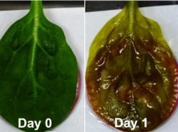 Pakai Daun Bayam, Ilmuwan Tumbuhkan Jantung Manusia