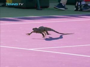 Ketika Partai Tenis Diganggu Iguana