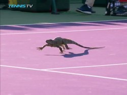 Ketika Partai Tenis Diganggu Iguana