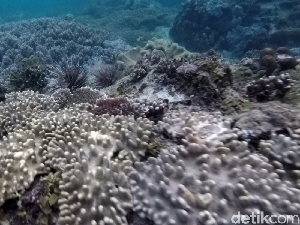 Liburan ke Raja Ampat, Snorkeling Dulu di Sapokren