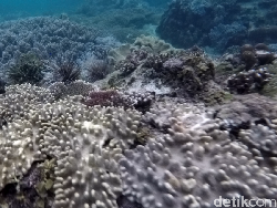 Liburan ke Raja Ampat, Snorkeling Dulu di Sapokren
