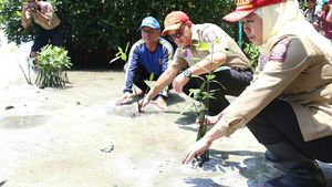 Mensos Tanam Manggrove di Pulau Pramuka