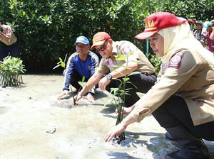 Mensos Tanam Manggrove di Pulau Pramuka Mensos Tanam Manggrove di Pulau Pramuka