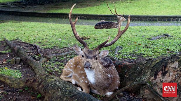 Seekor rusa tengah bersantai di dekat pagar halaman Istana Bogor