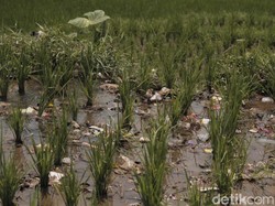 20 Hektare Sawah di Soreang Kabupaten Bandung Tercemar Sampah