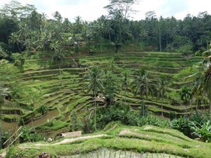 12 Daerah Populer di Bali, Mulai Ubud hingga Canggu 12 Daerah Populer di Bali, Mulai Ubud hingga Canggu