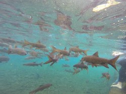 Wisata Banyu Biru Pasuruan: Renang dalam Kolam Berasa Snorkeling di Laut