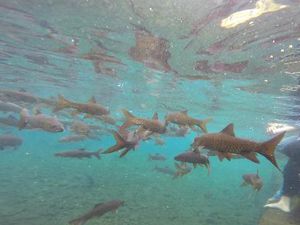 Wisata Banyu Biru Pasuruan: Renang dalam Kolam Berasa Snorkeling di Laut Wisata Banyu Biru Pasuruan: Renang dalam Kolam Berasa Snorkeling di Laut