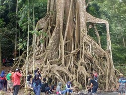 Satu Lagi, Mojokerto Punya Pohon Akar Seribu yang Indah!