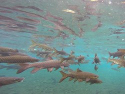 Lagi di Pasuruan, Yuk Berenang Mesra Bareng Ribuan Ikan