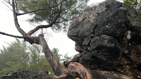 Potret Ajaib Batu Berdaun di Pantai Kepulauan Riau