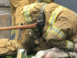 Petugas Damkar ini Selamatkan Anjing dengan Napas Mulut ke Mulut