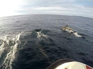 Momen Super Langka, Naik Perahu di Derawan Ditemani Lumba-lumba!