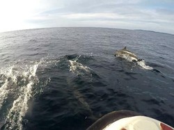 Momen Langka! Bertemu Lumba-lumba di Maratua