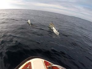 Anak di Kepulauan Seribu Dikawal Segerombolan Lumba-lumba