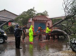 Hujan Angin, Pohon Tumbang Menimpa Mobil di Majalaya Bandung