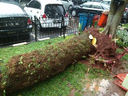 Hujan dan Angin Kencang, Pohon di Polda Metro Tumbang