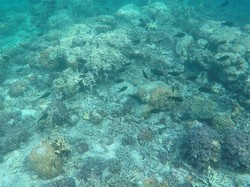 Snorkeling di Maratua, Airnya Super Bening