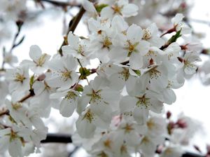 Cantiknya Bunga Sakura saat Bersemi di Washington