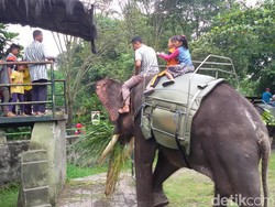 Liburan Nyepi, Bonbin Gembira Loka Yogyakarta Dipadati Pengunjung