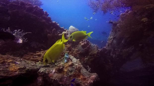 Menikmati akhir pekan dengan menyelam di laut Tulamben, Bali.