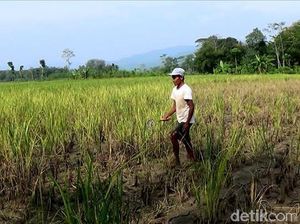 HKTI Tawarkan Varietas Padi Baru ke Pemerintah