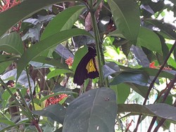 Wah, Ada Taman Kupu-kupu di Timika