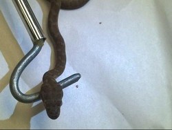 Sembunyi di Pesawat, Ular Ini Terbawa ke Selandia Baru