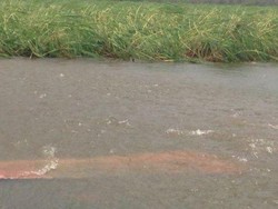 Dampak Harga di Australia Karena Topan Debbie