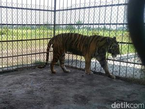 Harimau dari Ponpes Metal Jalani Perawatan di Rumah Sakit Satwa